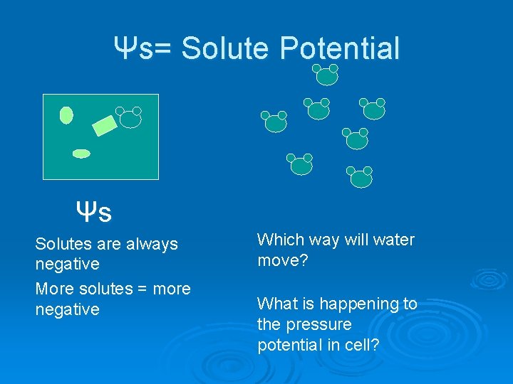 Ψs= Solute Potential Ψs Solutes are always negative More solutes = more negative Which