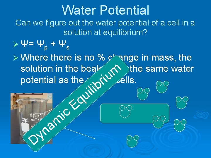 Water Potential Can we figure out the water potential of a cell in a