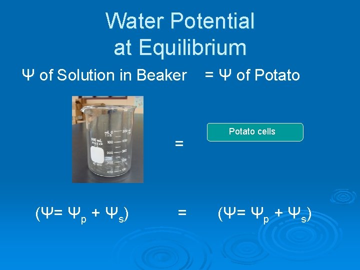 Water Potential at Equilibrium Ψ of Solution in Beaker = (Ψ= Ψp + Ψs)