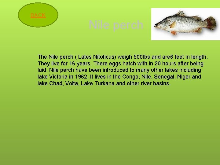 Lion Zebra Goliath Tigerfish Nilepearch Leopard Map Super