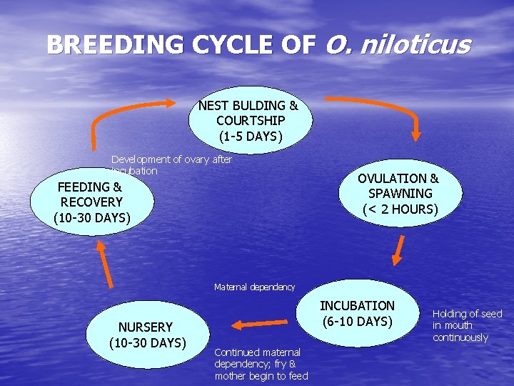 BREEDING CYCLE OF O. niloticus NEST BULDING & COURTSHIP (1 -5 DAYS) Development of