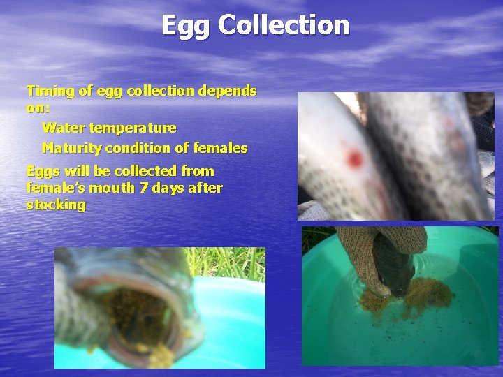 Egg Collection Timing of egg collection depends on: Water temperature Maturity condition of females