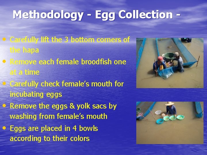 Methodology - Egg Collection • Carefully lift the 3 bottom corners of the hapa