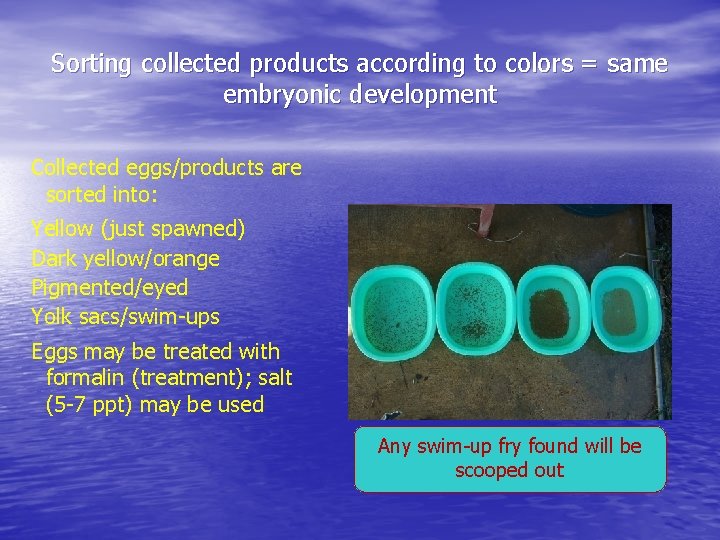 Sorting collected products according to colors = same embryonic development Collected eggs/products are sorted