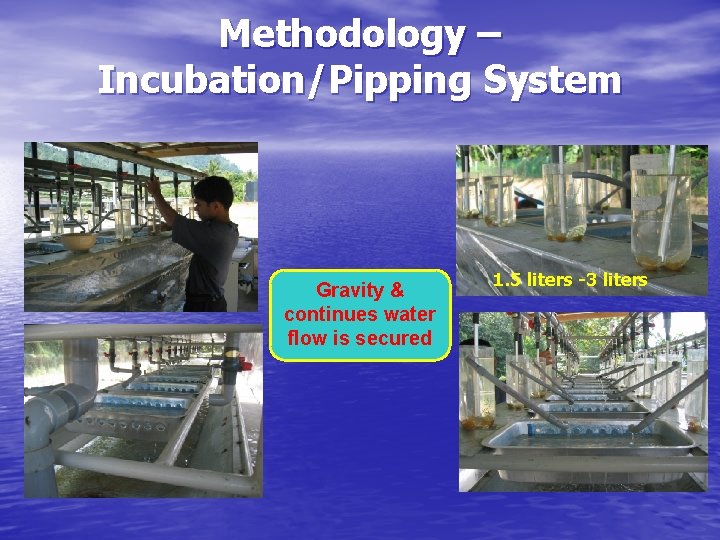 Methodology – Incubation/Pipping System Gravity & continues water flow is secured 1. 5 liters