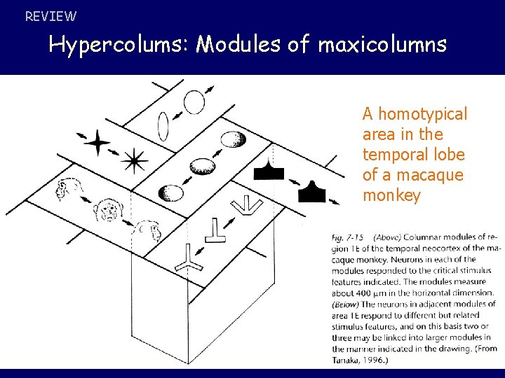 REVIEW Hypercolums: Modules of maxicolumns A homotypical area in the temporal lobe of a