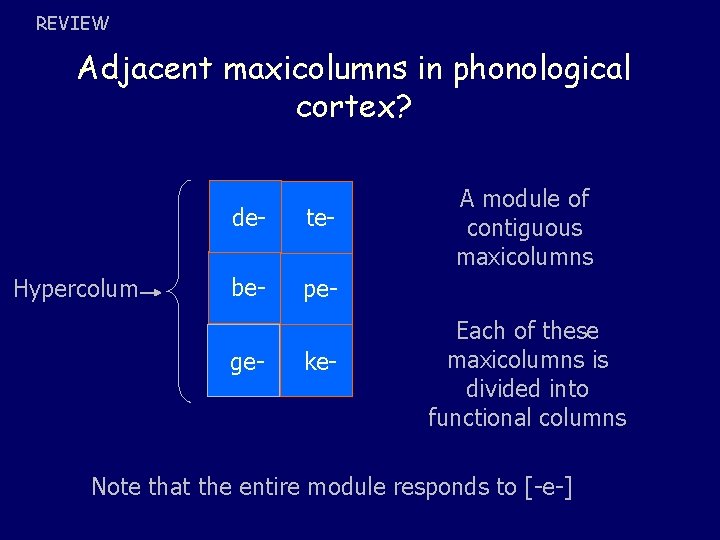 REVIEW Adjacent maxicolumns in phonological cortex? Hypercolum de- te- be- pe- ge- ke- A