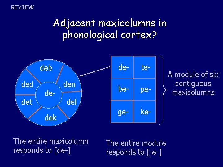 REVIEW Adjacent maxicolumns in phonological cortex? deb ded det de- den de- te- be-