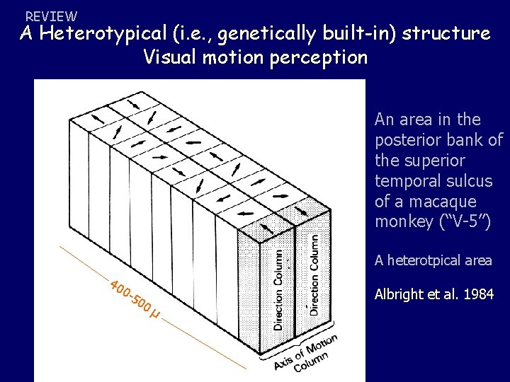 REVIEW A Heterotypical (i. e. , genetically built-in) structure Visual motion perception An area