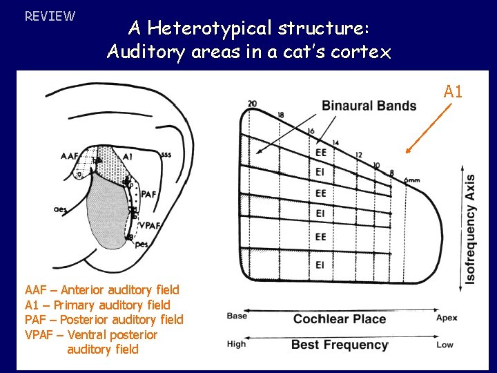 REVIEW A Heterotypical structure: Auditory areas in a cat’s cortex A 1 AAF –