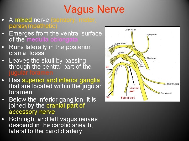 Vagus Nerve • A mixed nerve (sensory, motor, parasympathetic) • Emerges from the ventral