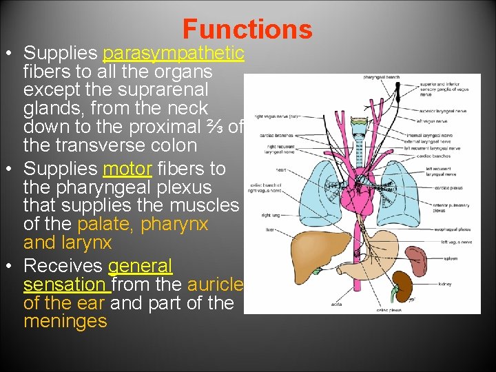 Functions • Supplies parasympathetic fibers to all the organs except the suprarenal glands, from