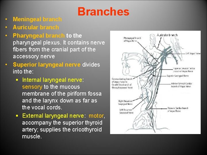 Branches • Meningeal branch • Auricular branch • Pharyngeal branch to the pharyngeal plexus.