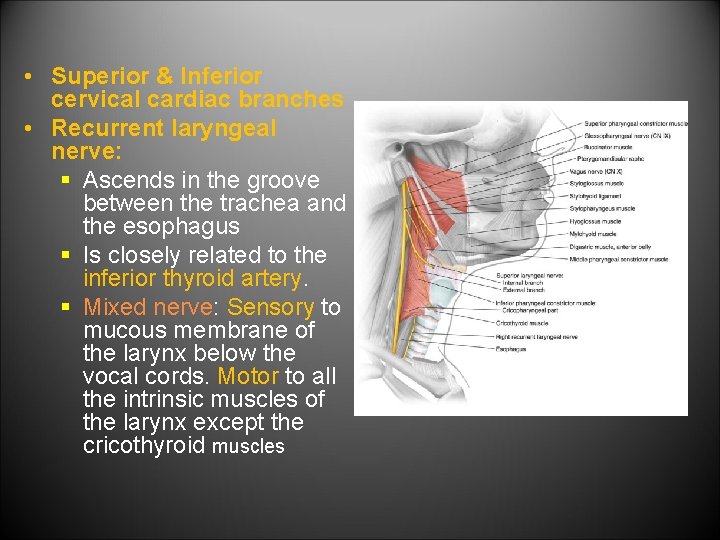  • Superior & Inferior cervical cardiac branches • Recurrent laryngeal nerve: § Ascends