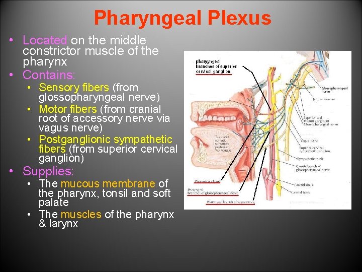 Pharyngeal Plexus • Located on the middle constrictor muscle of the pharynx • Contains: