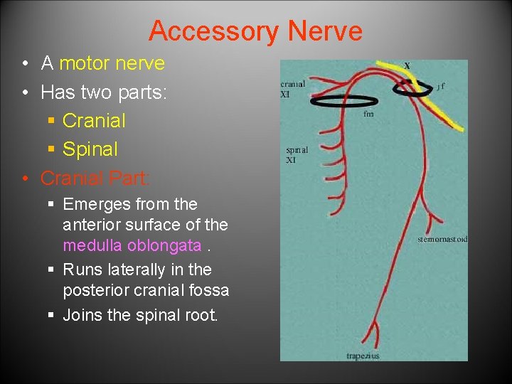 Accessory Nerve • A motor nerve • Has two parts: § Cranial § Spinal