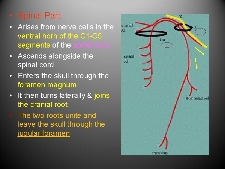  • Spinal Part: • Arises from nerve cells in the ventral horn of