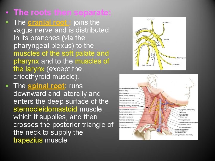  • The roots then separate: § The cranial root : joins the vagus