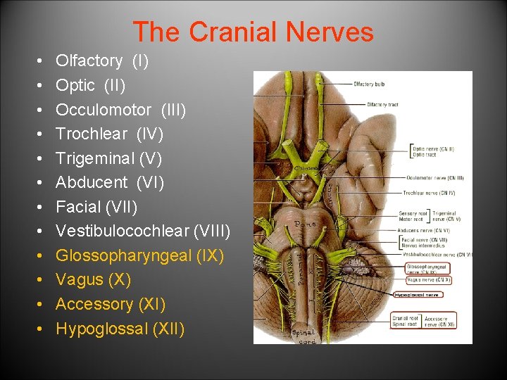 The Cranial Nerves • • • Olfactory (I) Optic (II) Occulomotor (III) Trochlear (IV)