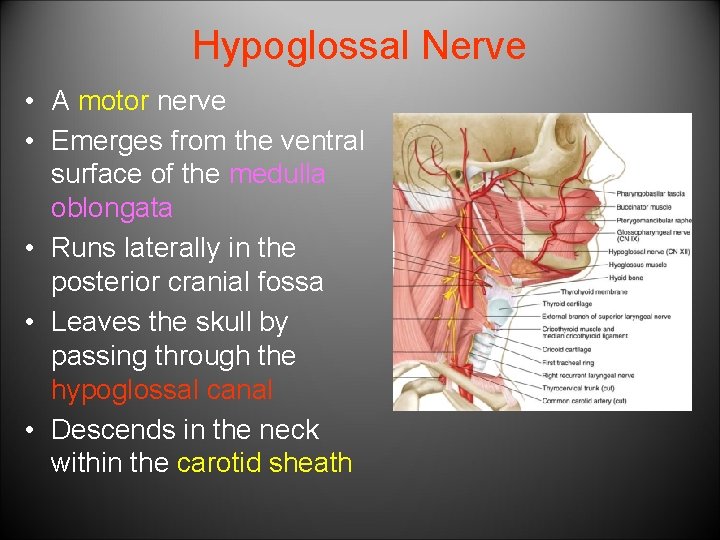 Hypoglossal Nerve • A motor nerve • Emerges from the ventral surface of the