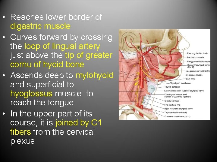  • Reaches lower border of digastric muscle • Curves forward by crossing the