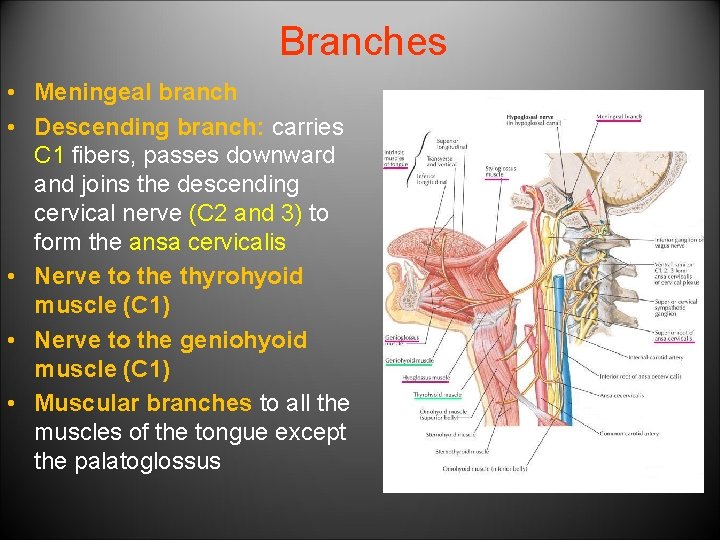 Branches • Meningeal branch • Descending branch: carries C 1 fibers, passes downward and