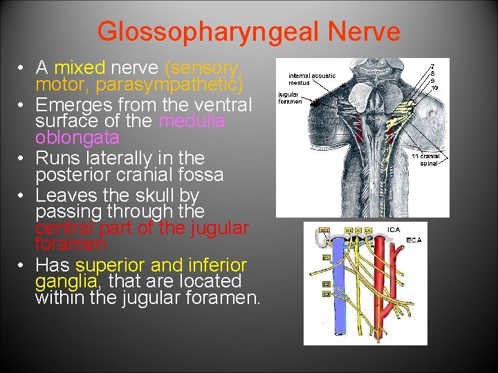 Glossopharyngeal Nerve • A mixed nerve (sensory, motor, parasympathetic) • Emerges from the ventral