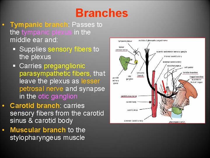 Branches • Tympanic branch: Passes to the tympanic plexus in the middle ear and: