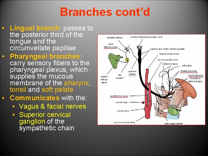 Branches cont’d • Lingual branch: passes to the posterior third of the tongue and