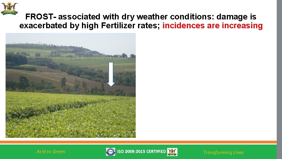 FROST- associated with dry weather conditions: damage is exacerbated by high Fertilizer rates; incidences