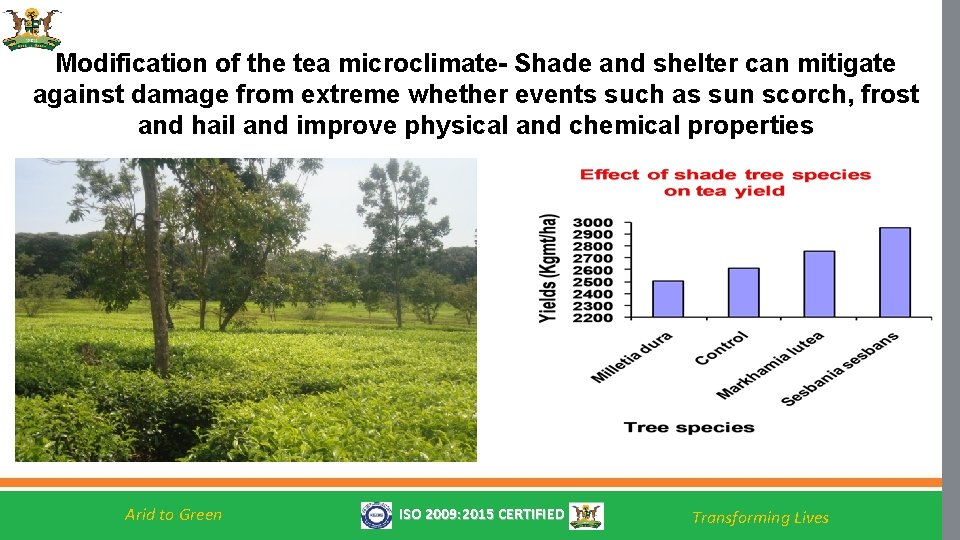 Modification of the tea microclimate- Shade and shelter can mitigate against damage from extreme