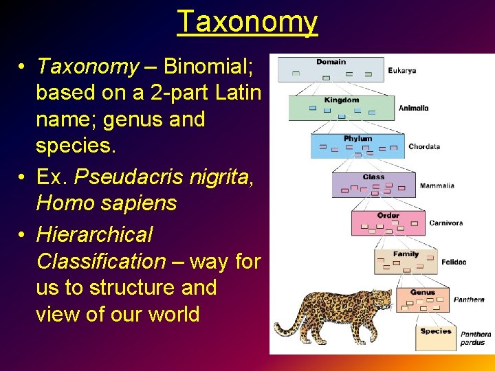 Taxonomy • Taxonomy – Binomial; based on a 2 -part Latin name; genus and