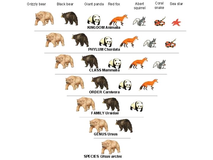 Grizzly bear Black bear Giant panda Red fox KINGDOM Animalia PHYLUM Chordata CLASS Mammalia