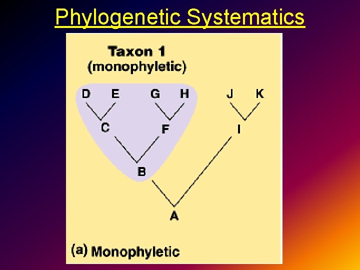 Phylogenetic Systematics 