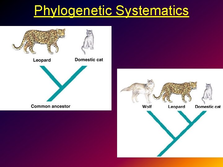 Phylogenetic Systematics 