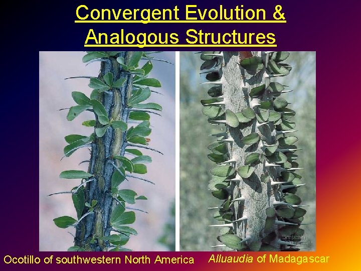 Convergent Evolution & Analogous Structures Ocotillo of southwestern North America Alluaudia of Madagascar 