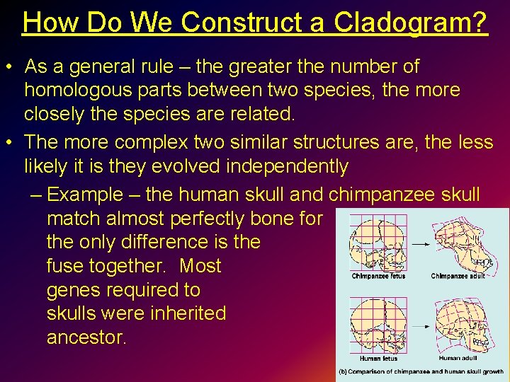 How Do We Construct a Cladogram? • As a general rule – the greater