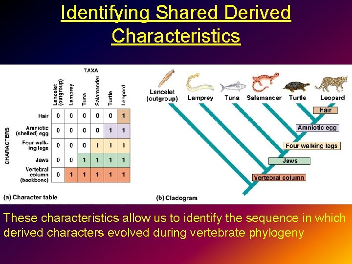 Identifying Shared Derived Characteristics These characteristics allow us to identify the sequence in which