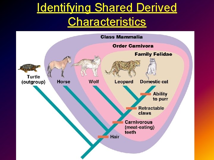 Identifying Shared Derived Characteristics 