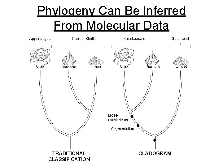 Phylogeny Can Be Inferred From Molecular Data Appendages Crab Conical Shells Barnacle Limpet Crustaceans