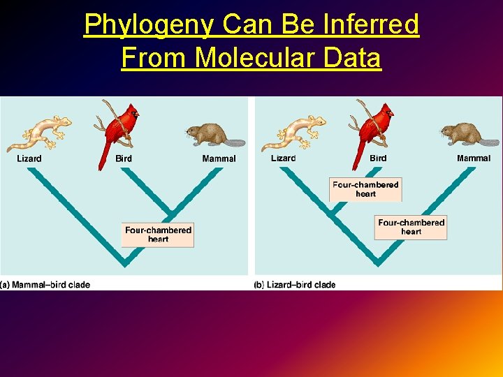 Phylogeny Can Be Inferred From Molecular Data 