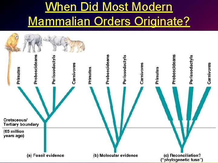 When Did Most Modern Mammalian Orders Originate? 