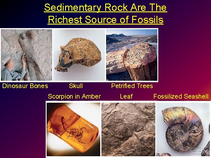 Sedimentary Rock Are The Richest Source of Fossils Dinosaur Bones Skull Scorpion in Amber