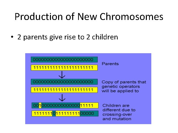 Production of New Chromosomes • 2 parents give rise to 2 children 