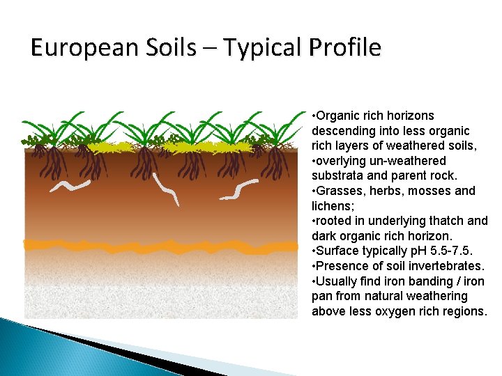 European Soils – Typical Profile • Organic rich horizons descending into less organic rich