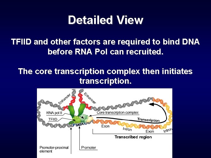 introduction to molecular cell biology