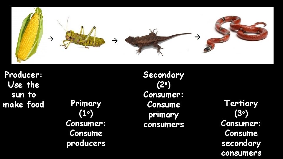 Producer: Use the sun to make food Primary (1 o) Consumer: Consume producers Secondary