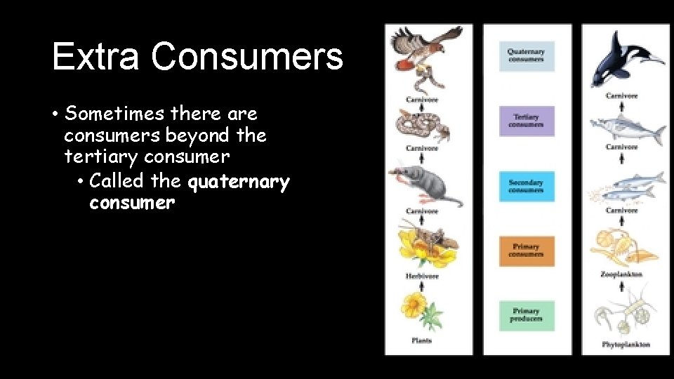 Extra Consumers • Sometimes there are consumers beyond the tertiary consumer • Called the