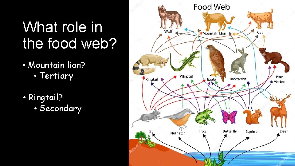 What role in the food web? • Mountain lion? • Tertiary • Ringtail? •
