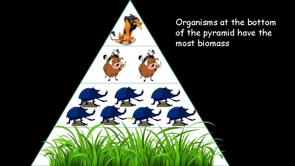Organisms at the bottom of the pyramid have the most biomass 